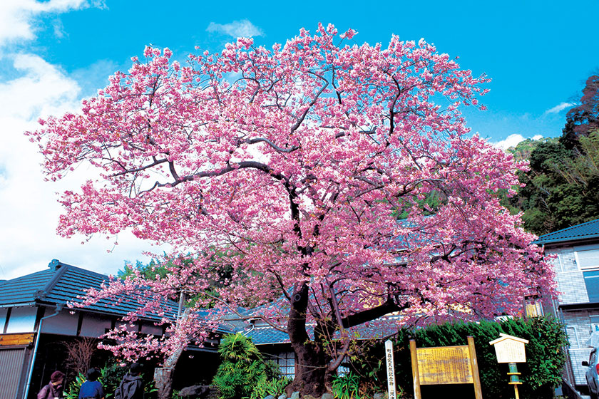 伊豆の河津桜で春の訪れを感じよう♪