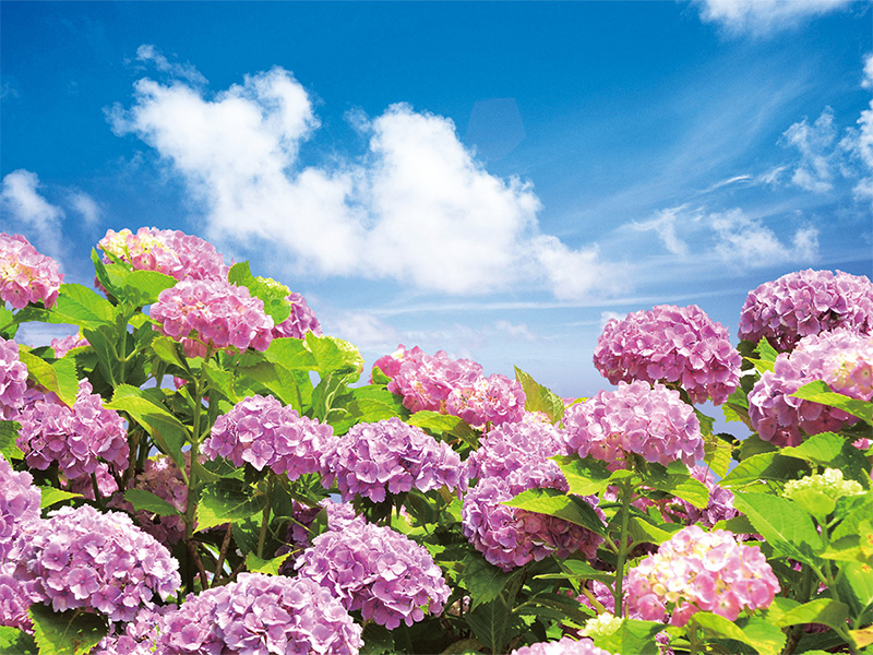 屋外で楽しむ！初夏の花とおすすめおでかけスポット～ホテルニュー岡部篇～