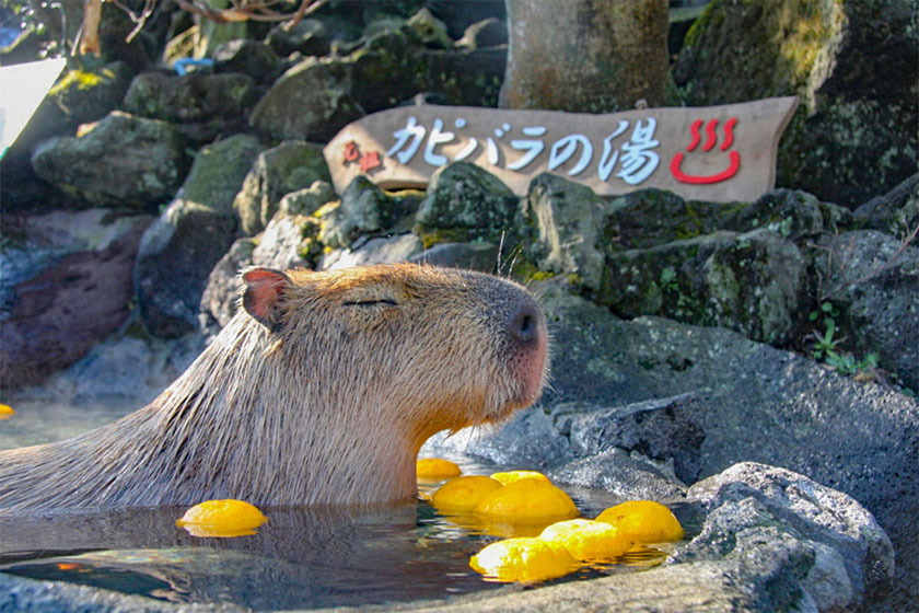 伊豆シャボテン動物公園グループが“入園無料感謝祭” 開催