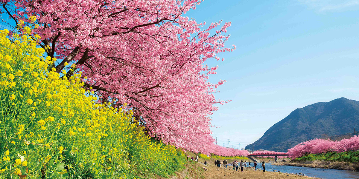 早春の絶景スポット！伊豆の河津桜で春の訪れを体感しよう♪