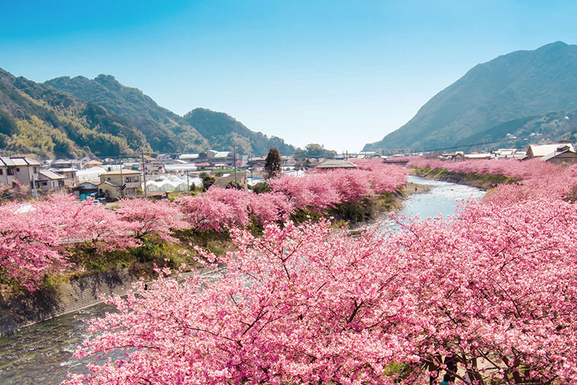 伊豆の河津桜で春の訪れを体感しよう♪